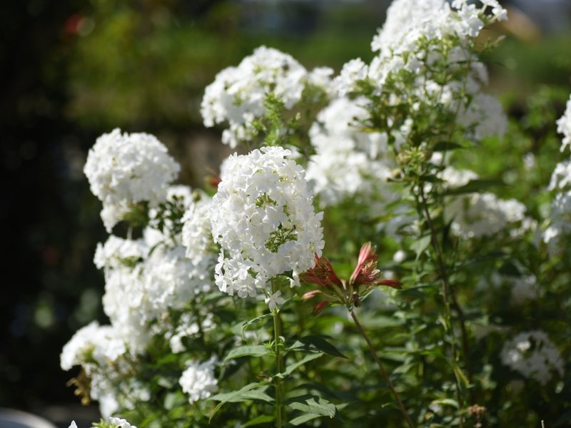 Pirtin juhannus 2025